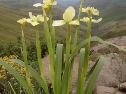 Moraea alticola leaves